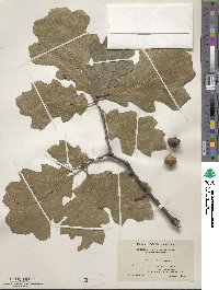 Quercus velutina image