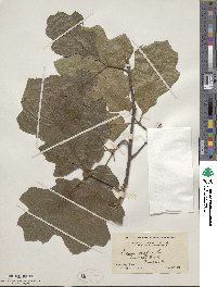 Quercus velutina image