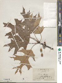 Quercus velutina image