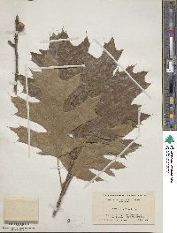 Quercus velutina image