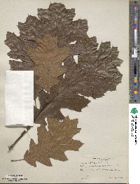 Quercus velutina image