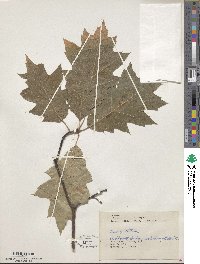 Quercus velutina image