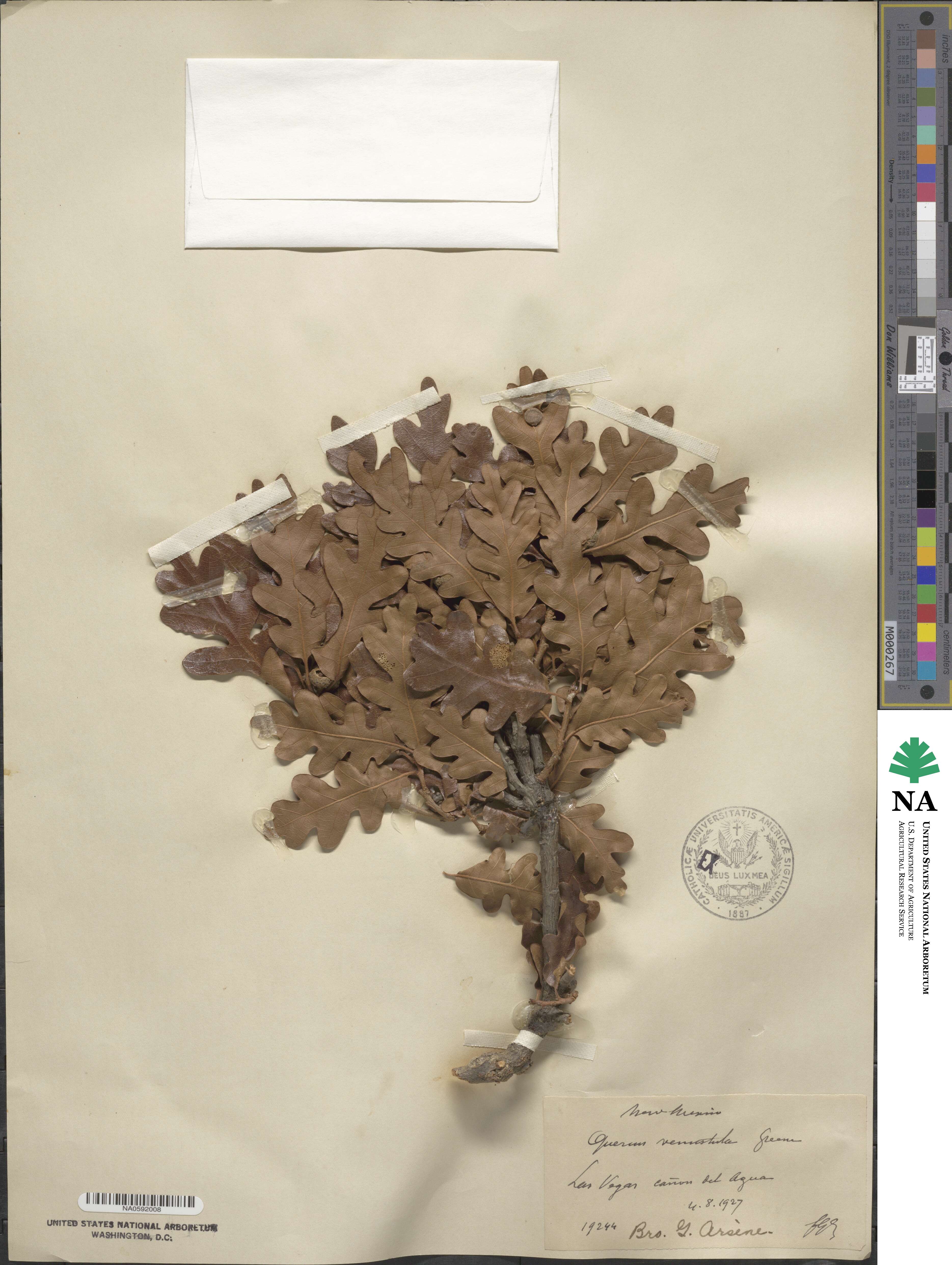 Quercus venustula image