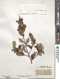 Quercus virginiana image