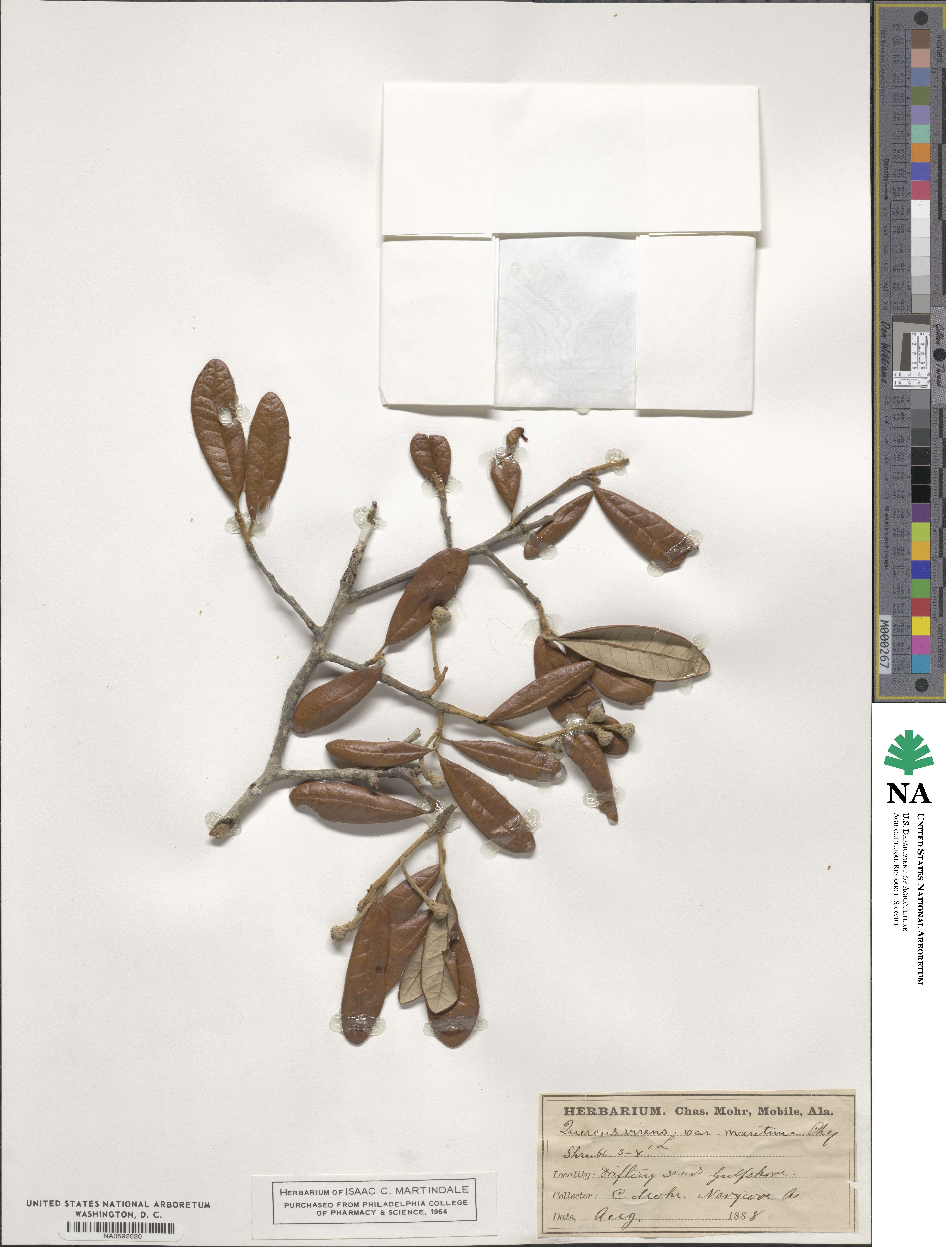 Quercus virginiana image