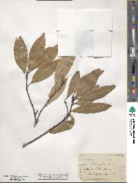 Quercus virginiana image