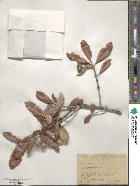 Quercus virginiana image