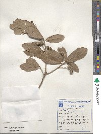 Quercus virginiana image