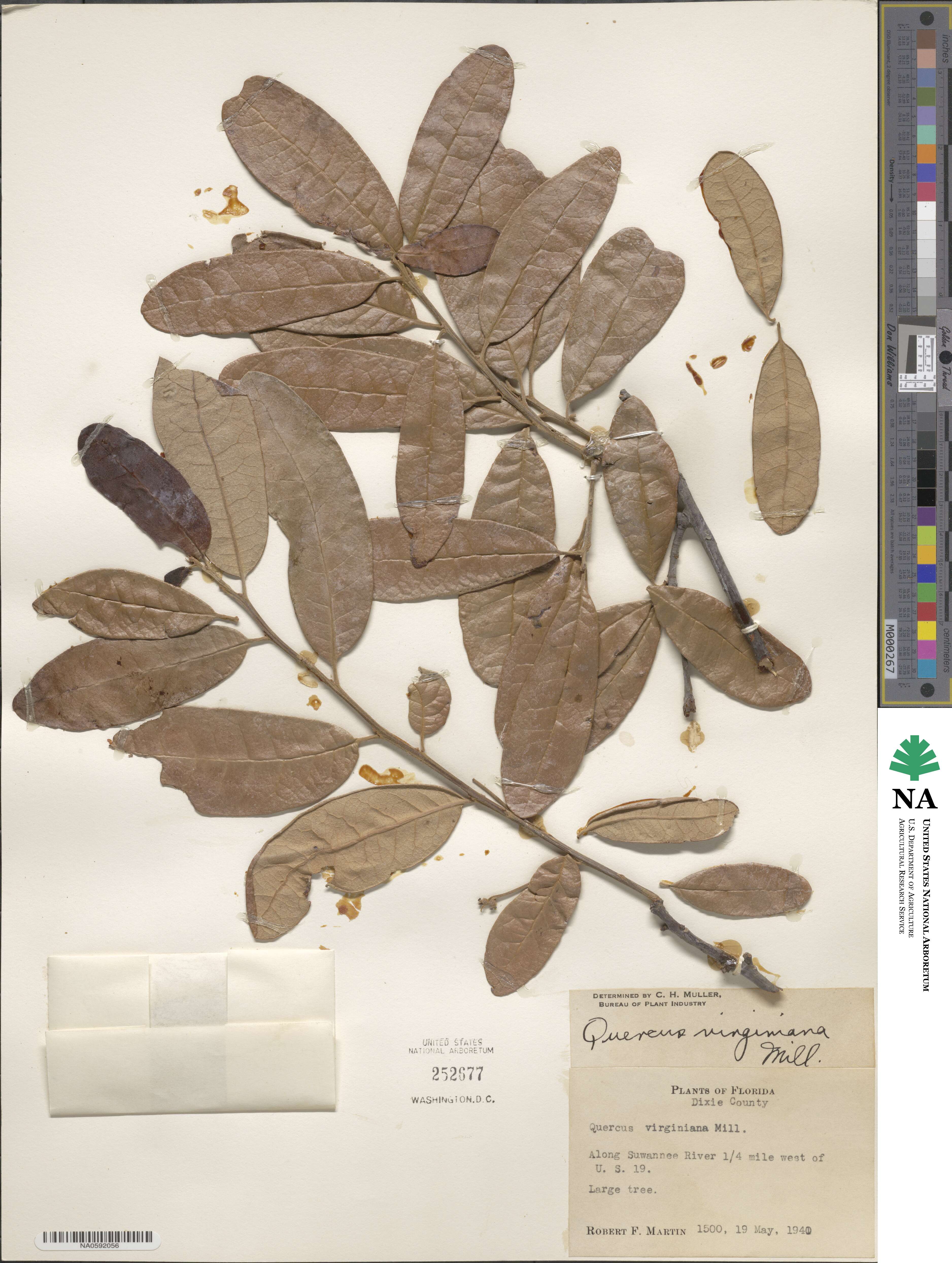 Quercus virginiana image