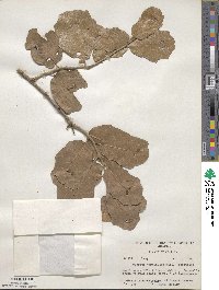 Quercus virginiana image