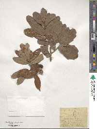 Quercus virginiana image