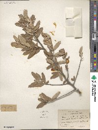 Quercus virginiana image