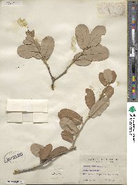 Quercus virginiana image