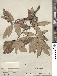 Quercus virginiana image