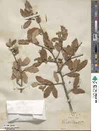 Quercus virginiana image