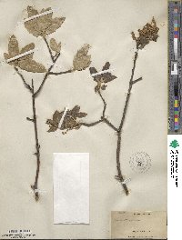 Quercus virginiana image