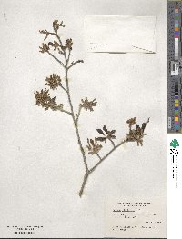 Quercus virginiana image