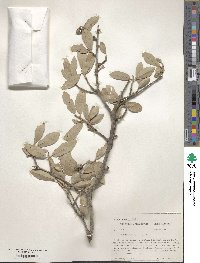 Quercus virginiana image