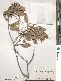 Quercus virginiana image