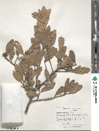 Quercus virginiana image