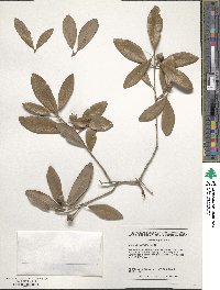 Quercus virginiana image