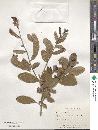 Quercus virginiana image