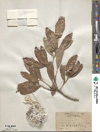 Quercus virginiana image