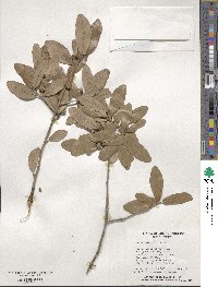 Quercus virginiana image