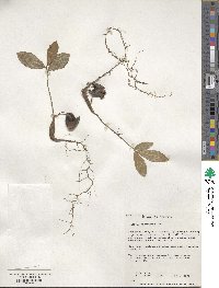 Quercus virginiana image