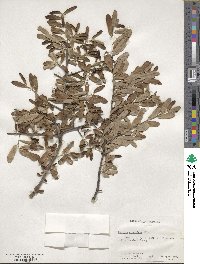 Quercus virginiana image