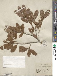 Quercus virginiana image