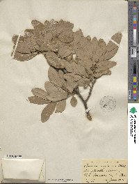 Quercus virginiana image