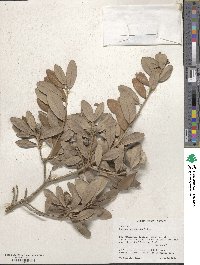 Quercus virginiana image