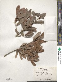 Quercus virginiana image