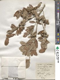 Quercus virginiana image