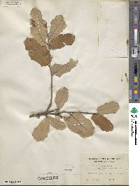 Quercus fusiformis image