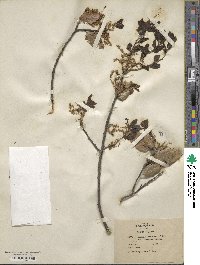 Quercus wislizenii var. frutescens image