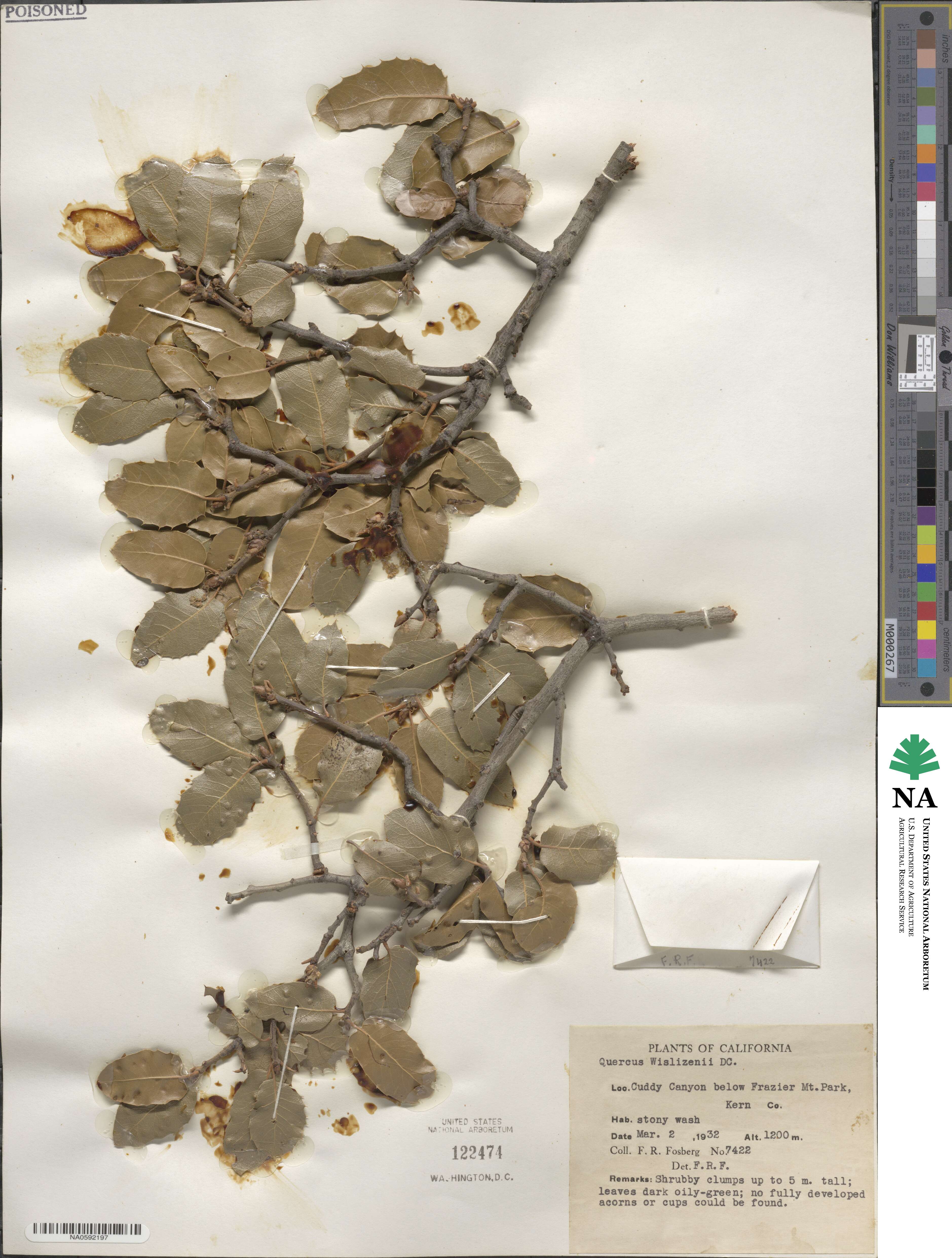 Quercus wislizeni image