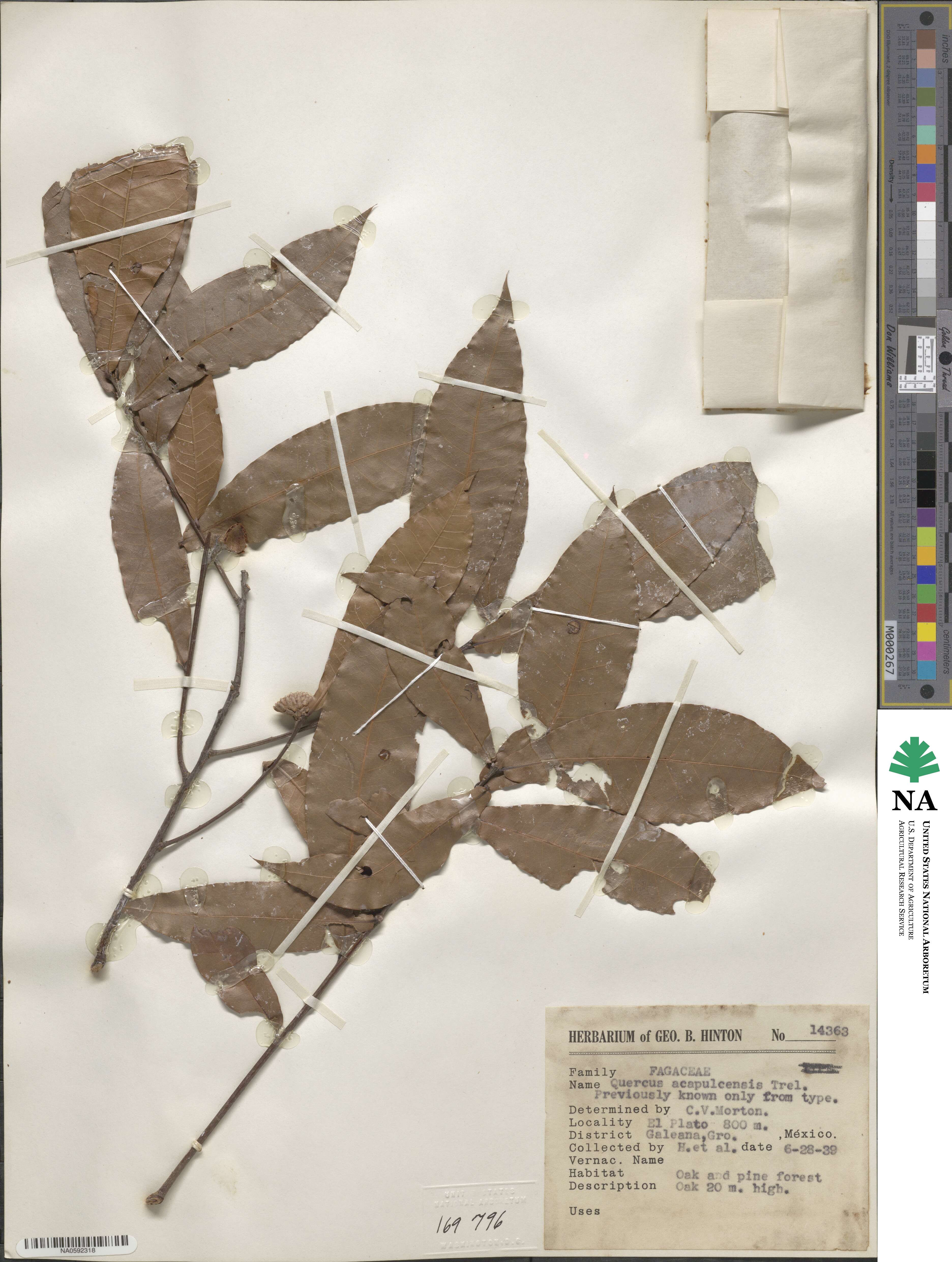 Quercus salicifolia image