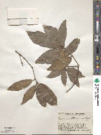 Quercus acatenangensis image