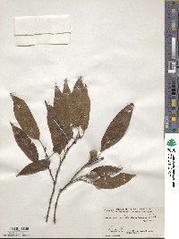 Quercus acatenangensis image