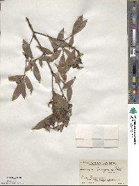 Quercus acatenangensis image