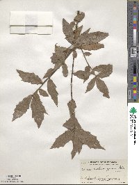 Quercus acatenangensis image