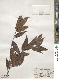 Quercus acatenangensis image