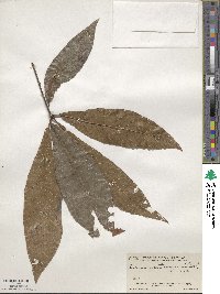 Quercus acatenangensis image