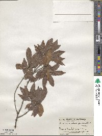 Quercus acatenangensis image