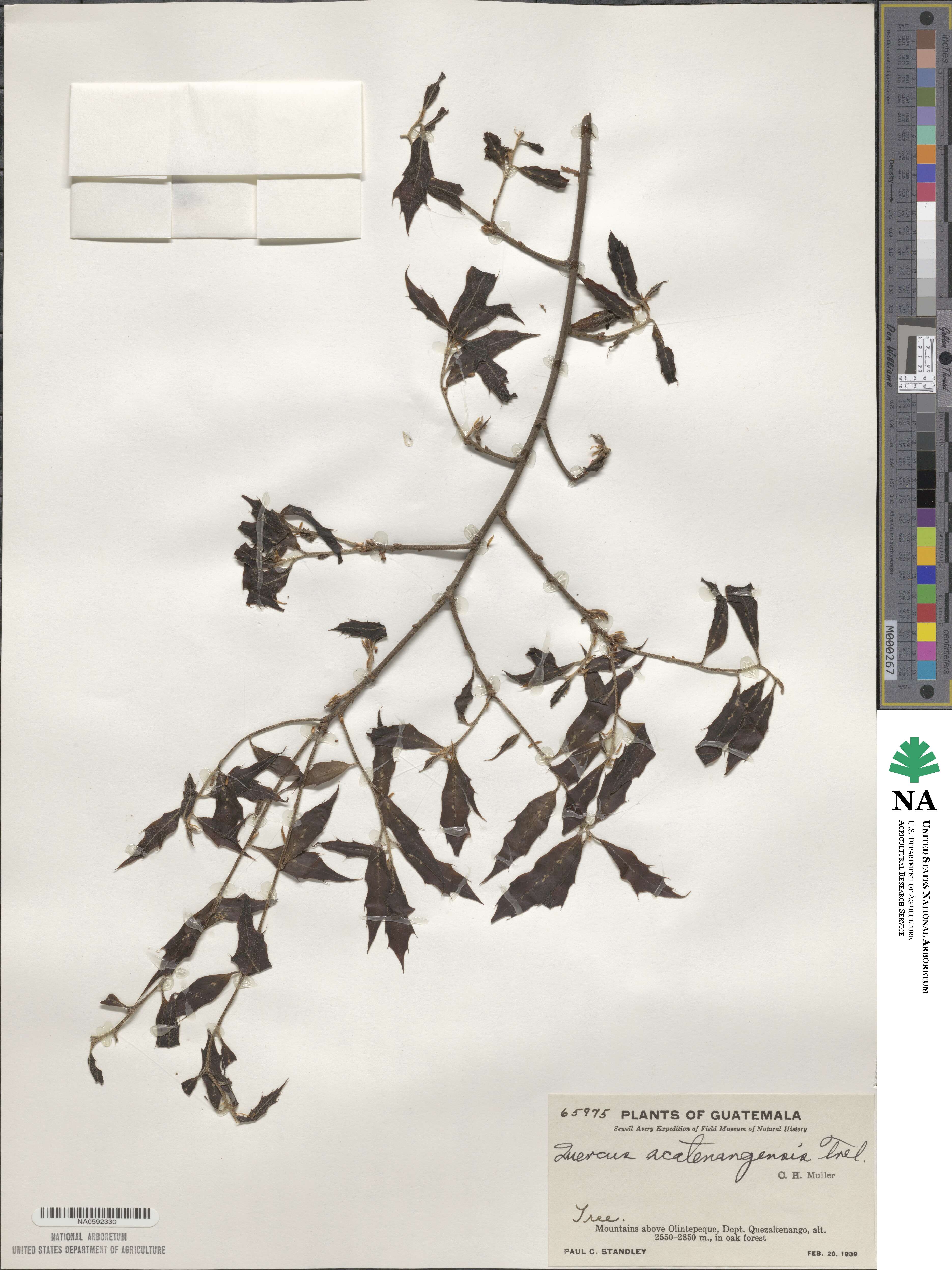 Quercus acatenangensis image