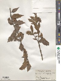 Quercus acatenangensis image