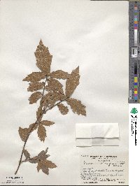 Quercus acatenangensis image