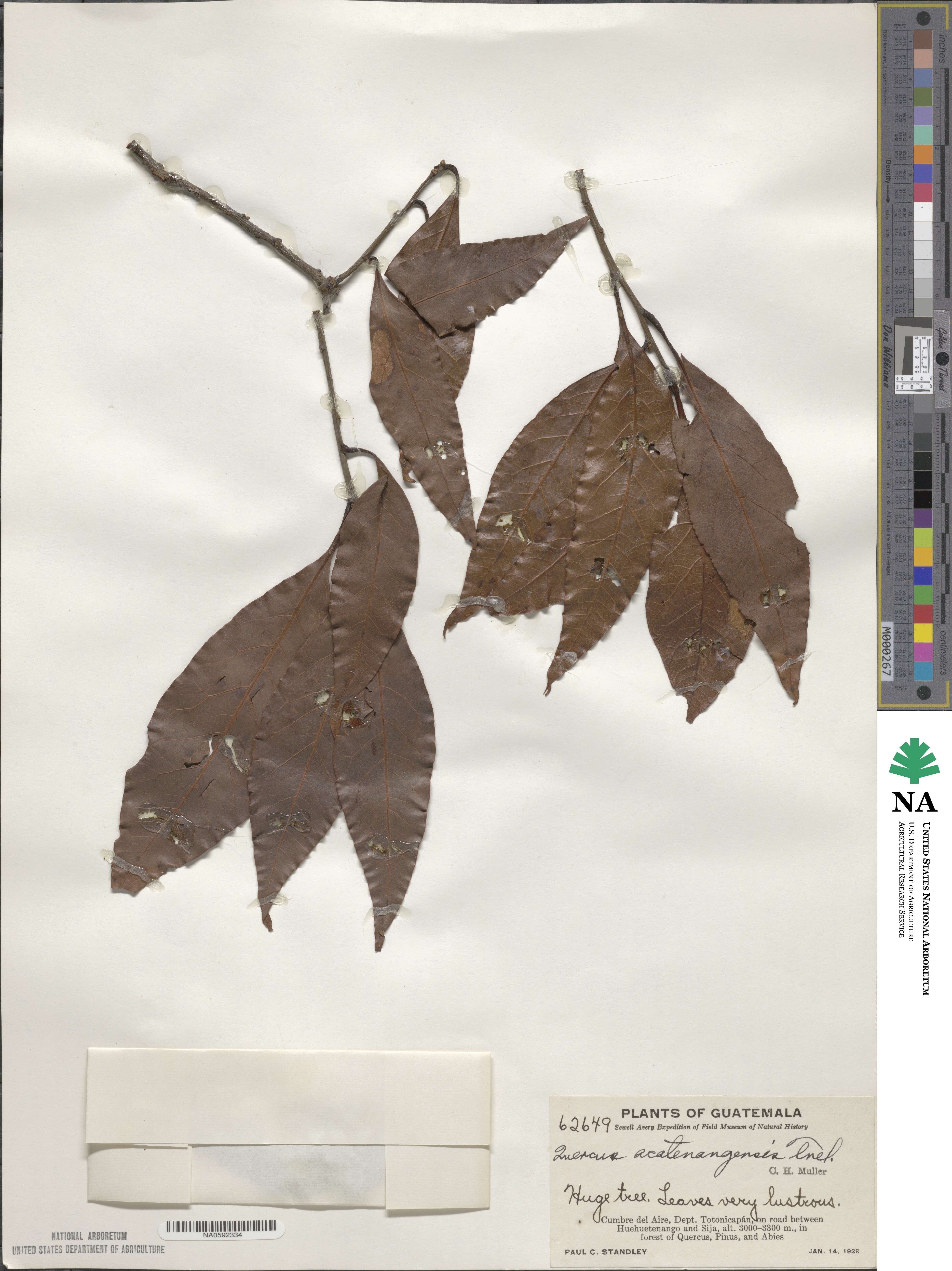 Quercus acatenangensis image